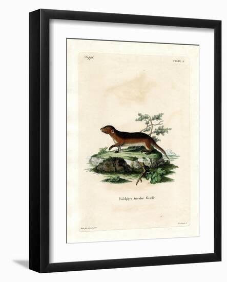 Southern Red-Sided Opossum-null-Framed Giclee Print