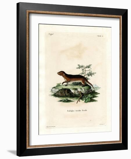 Southern Red-Sided Opossum-null-Framed Giclee Print