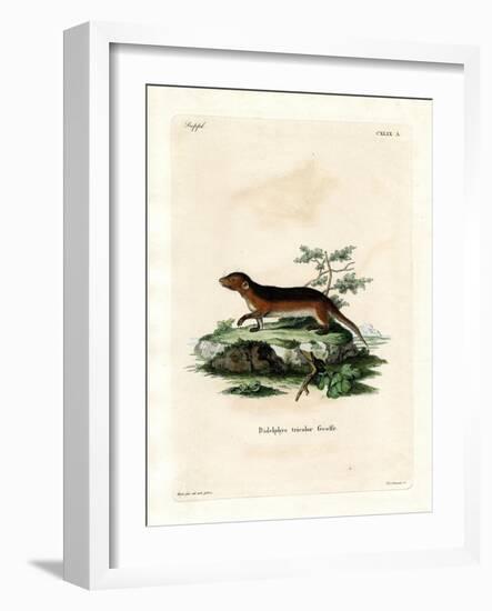 Southern Red-Sided Opossum-null-Framed Giclee Print