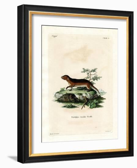 Southern Red-Sided Opossum-null-Framed Giclee Print