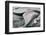 Southern Right Whale Fluke-James White-Framed Photographic Print