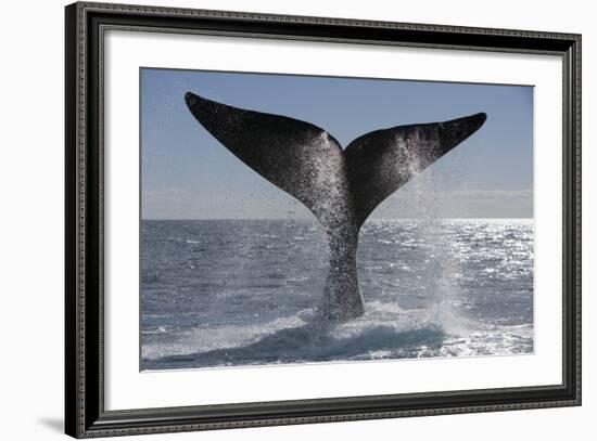 Southern Right Whale Off Peninsula Valdes, Patagonia-Paul Souders-Framed Photographic Print