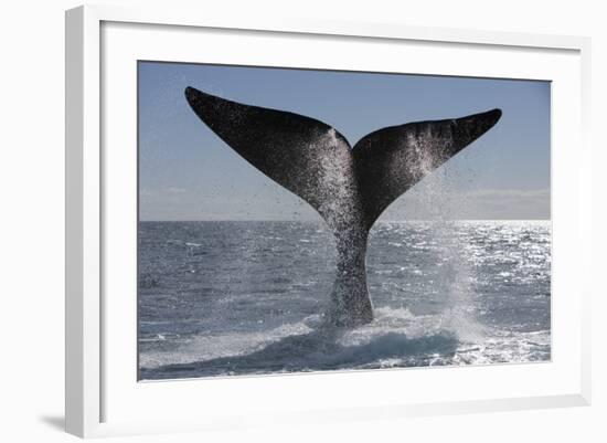 Southern Right Whale Off Peninsula Valdes, Patagonia-Paul Souders-Framed Photographic Print