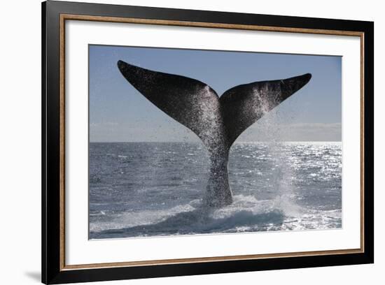 Southern Right Whale Off Peninsula Valdes, Patagonia-Paul Souders-Framed Photographic Print