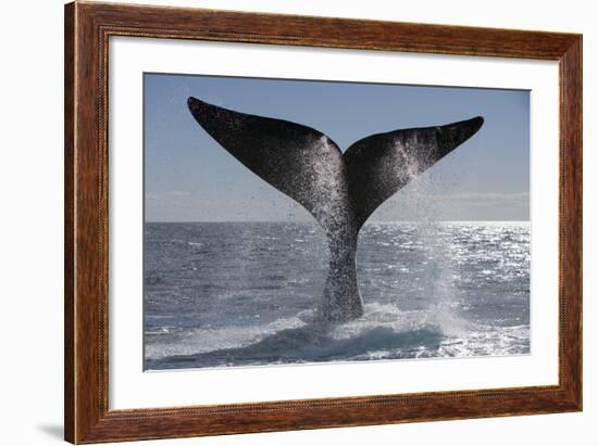 Southern Right Whale Off Peninsula Valdes, Patagonia-Paul Souders-Framed Photographic Print