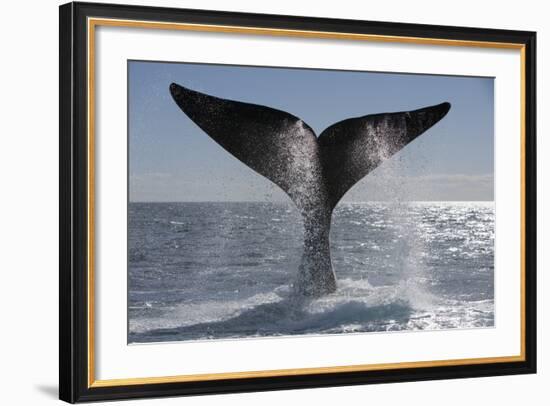 Southern Right Whale Off Peninsula Valdes, Patagonia-Paul Souders-Framed Photographic Print