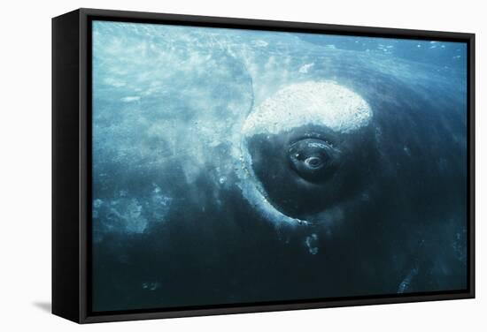 Southern Right Whale's Eye-Doug Allan-Framed Premier Image Canvas