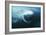 Southern Right Whale's Eye-Doug Allan-Framed Photographic Print