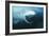 Southern Right Whale's Eye-Doug Allan-Framed Photographic Print