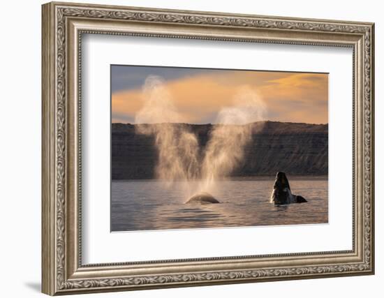 Southern Right whale spouting at surface, with calf breaching-Gabriel Rojo-Framed Photographic Print