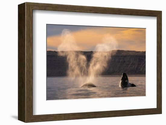 Southern Right whale spouting at surface, with calf breaching-Gabriel Rojo-Framed Photographic Print