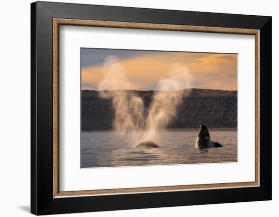 Southern Right whale spouting at surface, with calf breaching-Gabriel Rojo-Framed Photographic Print