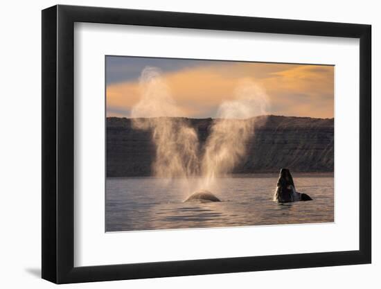 Southern Right whale spouting at surface, with calf breaching-Gabriel Rojo-Framed Photographic Print