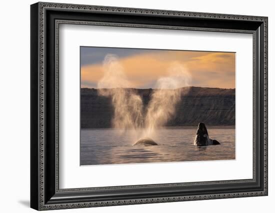 Southern Right whale spouting at surface, with calf breaching-Gabriel Rojo-Framed Photographic Print