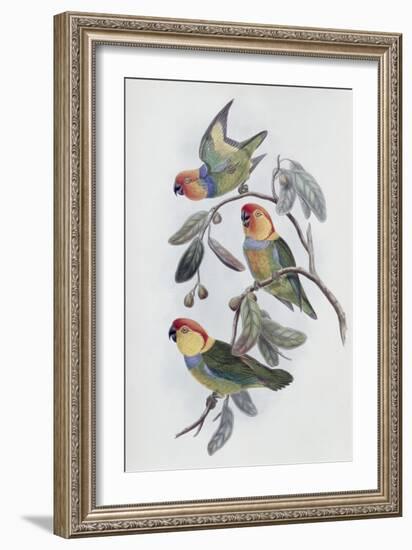 Southern Ring Perroquet-John Gould-Framed Giclee Print
