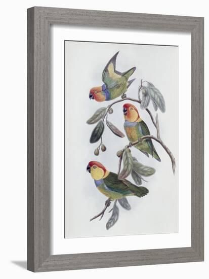 Southern Ring Perroquet-John Gould-Framed Giclee Print