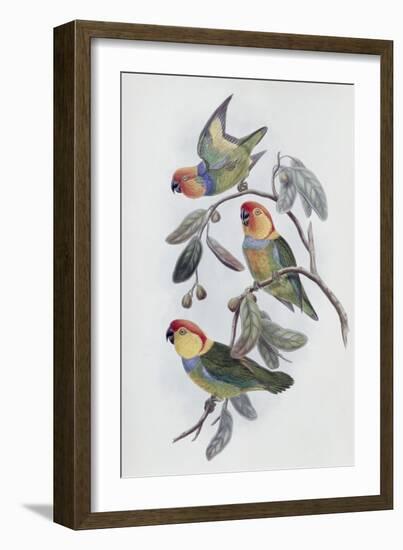 Southern Ring Perroquet-John Gould-Framed Giclee Print