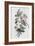 Southern Ring Perroquet-John Gould-Framed Giclee Print