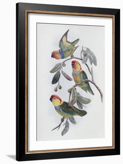 Southern Ring Perroquet-John Gould-Framed Giclee Print