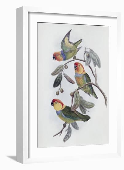 Southern Ring Perroquet-John Gould-Framed Giclee Print