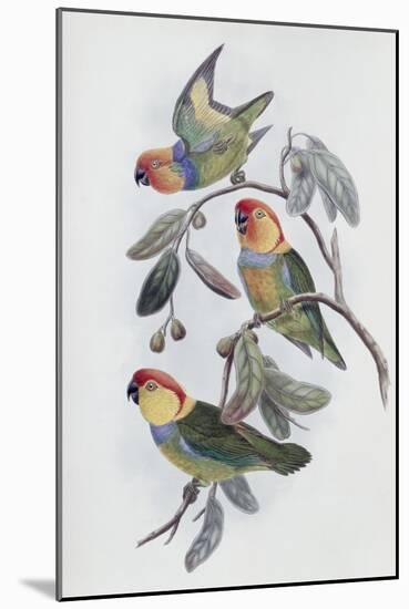 Southern Ring Perroquet-John Gould-Mounted Giclee Print