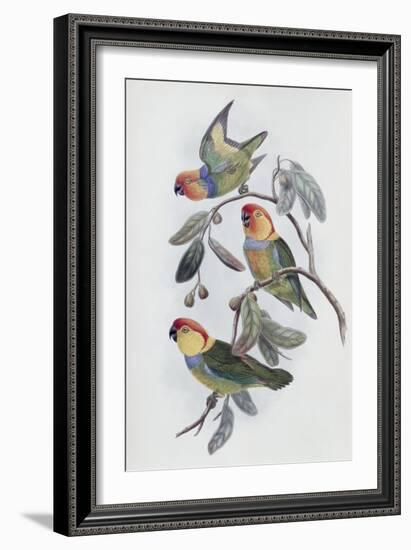 Southern Ring Perroquet-John Gould-Framed Giclee Print