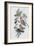 Southern Ring Perroquet-John Gould-Framed Giclee Print