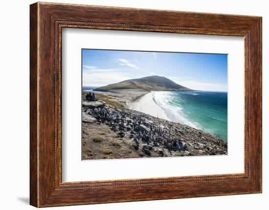 Southern rock hopper penguin colony (Eudyptes chrysocome) with the Neck isthmus in the background, -Michael Runkel-Framed Photographic Print