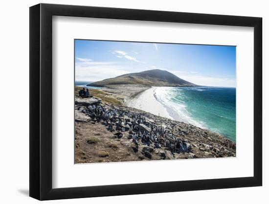 Southern rock hopper penguin colony (Eudyptes chrysocome) with the Neck isthmus in the background, -Michael Runkel-Framed Photographic Print