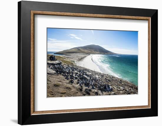 Southern rock hopper penguin colony (Eudyptes chrysocome) with the Neck isthmus in the background, -Michael Runkel-Framed Photographic Print