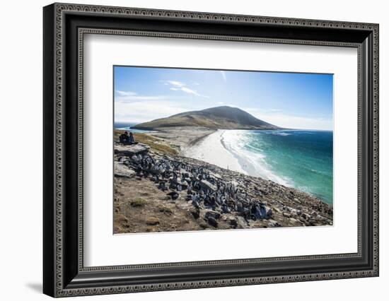 Southern rock hopper penguin colony (Eudyptes chrysocome) with the Neck isthmus in the background, -Michael Runkel-Framed Photographic Print