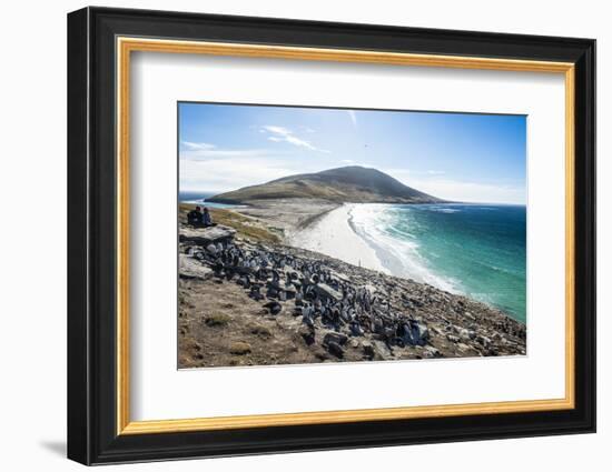 Southern rock hopper penguin colony (Eudyptes chrysocome) with the Neck isthmus in the background, -Michael Runkel-Framed Photographic Print