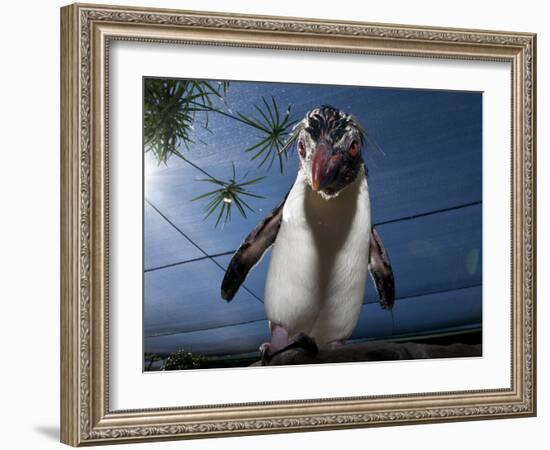 Southern Rockhopper Penguin (Eudyptes Chrysocome) Tame Bird 'Rocky' Used For Educational Purposes-Cheryl-Samantha Owen-Framed Photographic Print