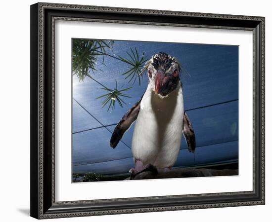 Southern Rockhopper Penguin (Eudyptes Chrysocome) Tame Bird 'Rocky' Used For Educational Purposes-Cheryl-Samantha Owen-Framed Photographic Print