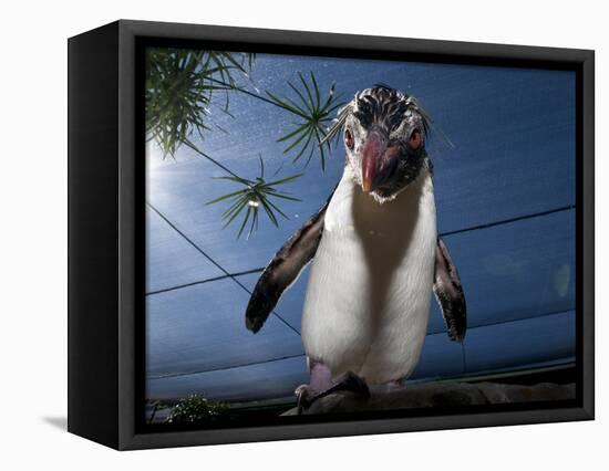 Southern Rockhopper Penguin (Eudyptes Chrysocome) Tame Bird 'Rocky' Used For Educational Purposes-Cheryl-Samantha Owen-Framed Premier Image Canvas