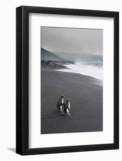 Southern rockhopper penguin group (Eudyptes chrysocome), Saunders Island, South Sandwich Islands, A-Michael Runkel-Framed Photographic Print