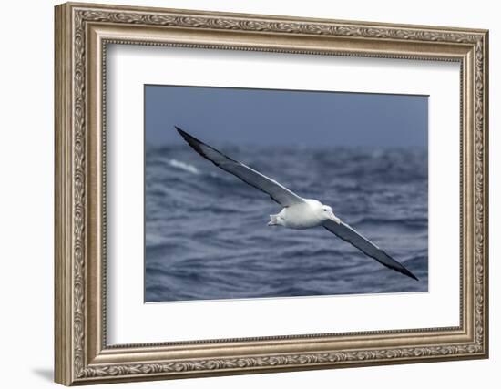 Southern Royal Albatross (Diomedea Epomophora) Flying Low over the Sea-Brent Stephenson-Framed Photographic Print