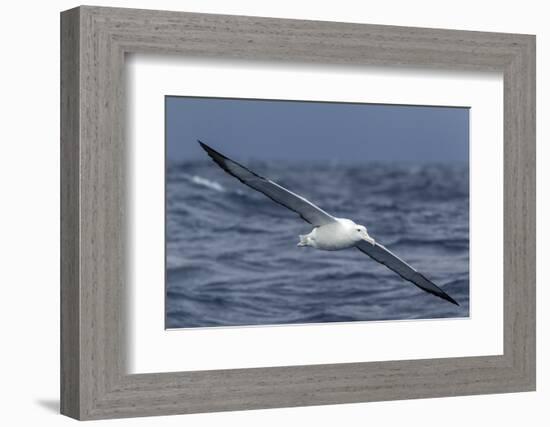 Southern Royal Albatross (Diomedea Epomophora) Flying Low over the Sea-Brent Stephenson-Framed Photographic Print