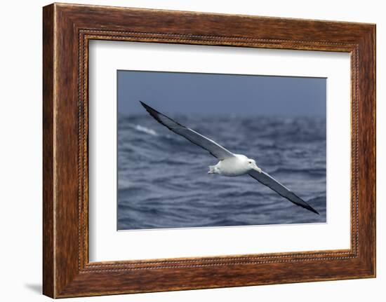 Southern Royal Albatross (Diomedea Epomophora) Flying Low over the Sea-Brent Stephenson-Framed Photographic Print