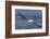 Southern Royal Albatross (Diomedea Epomophora) Flying Low over the Sea-Brent Stephenson-Framed Photographic Print