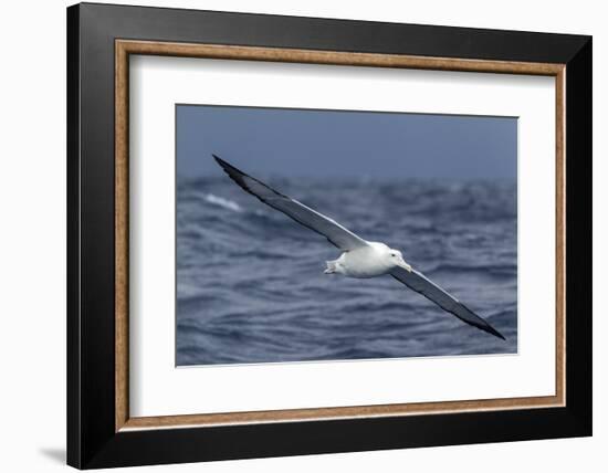 Southern Royal Albatross (Diomedea Epomophora) Flying Low over the Sea-Brent Stephenson-Framed Photographic Print