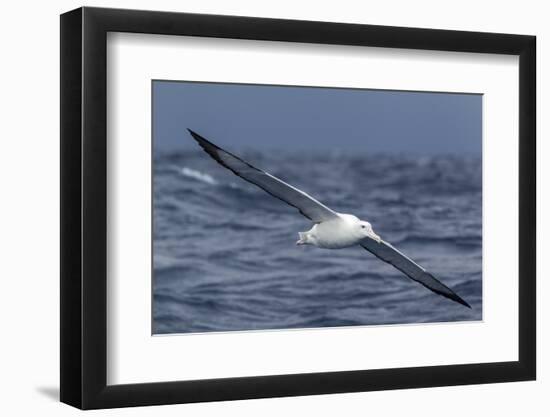 Southern Royal Albatross (Diomedea Epomophora) Flying Low over the Sea-Brent Stephenson-Framed Photographic Print