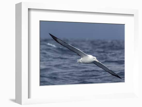 Southern Royal Albatross (Diomedea Epomophora) Flying Low over the Sea-Brent Stephenson-Framed Photographic Print