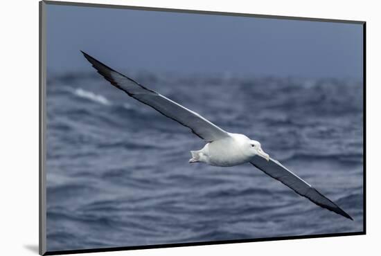 Southern Royal Albatross (Diomedea Epomophora) Flying Low over the Sea-Brent Stephenson-Mounted Photographic Print