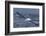 Southern Royal Albatross (Diomedea Epomophora) Flying Low over the Sea-Brent Stephenson-Framed Photographic Print