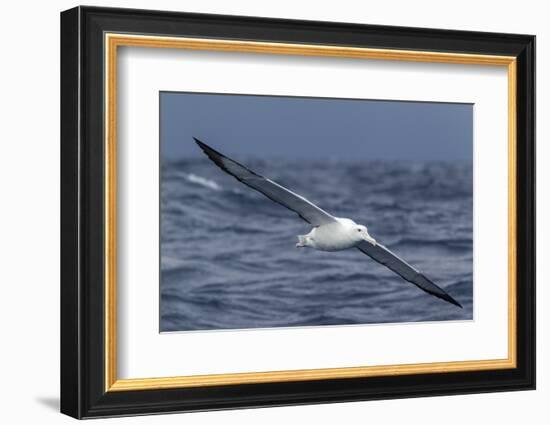 Southern Royal Albatross (Diomedea Epomophora) Flying Low over the Sea-Brent Stephenson-Framed Photographic Print