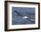 Southern Royal Albatross (Diomedea Epomophora) Flying Low over the Sea-Brent Stephenson-Framed Photographic Print