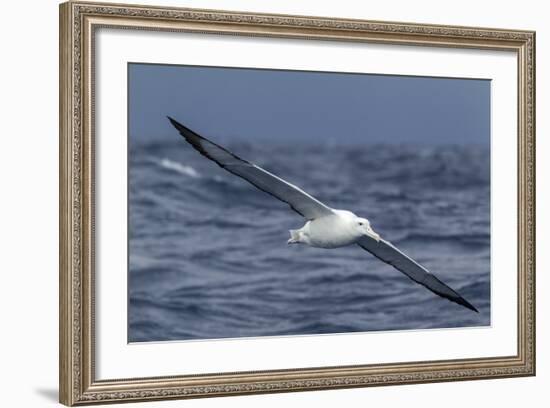 Southern Royal Albatross (Diomedea Epomophora) Flying Low over the Sea-Brent Stephenson-Framed Photographic Print