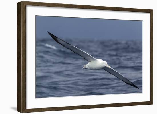 Southern Royal Albatross (Diomedea Epomophora) Flying Low over the Sea-Brent Stephenson-Framed Photographic Print