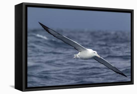 Southern Royal Albatross (Diomedea Epomophora) Flying Low over the Sea-Brent Stephenson-Framed Premier Image Canvas